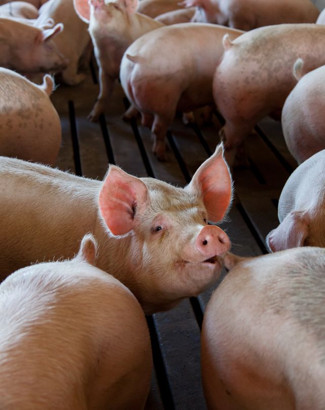 pexels-nc-farm-bureau-mark-2256062